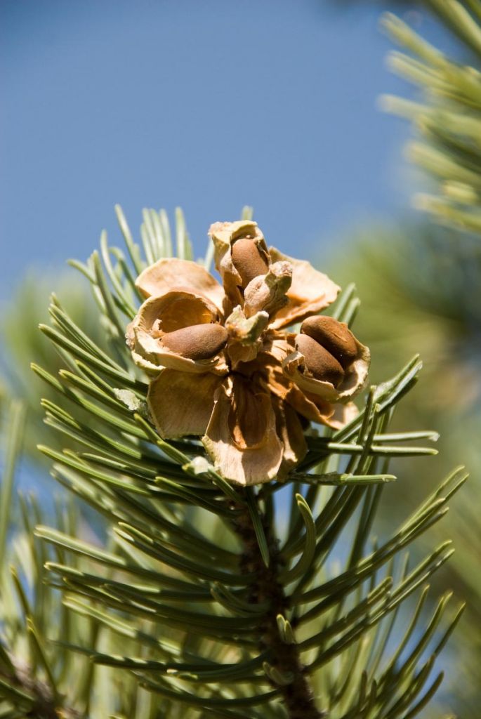 pine nut