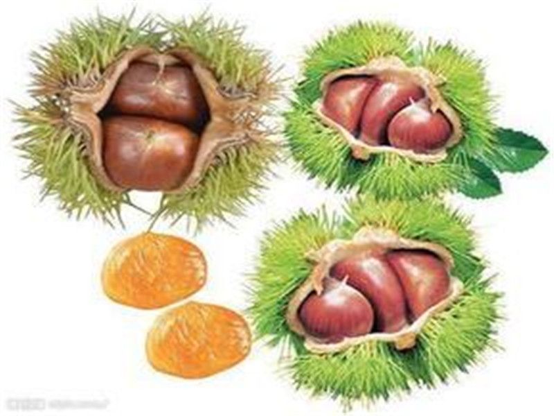 chestnut