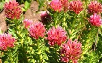 Rhodiola P.E