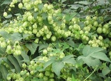 Hops Extract