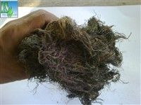 dried gracilaria seaweed