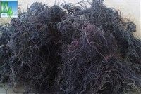 dried gracilaria seaweed