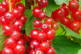 Red currants