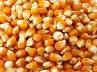 Yellow Corn Maize, White Corn Maize, Sesame Seeds, Sunflower Seeds, Fresh Pea...