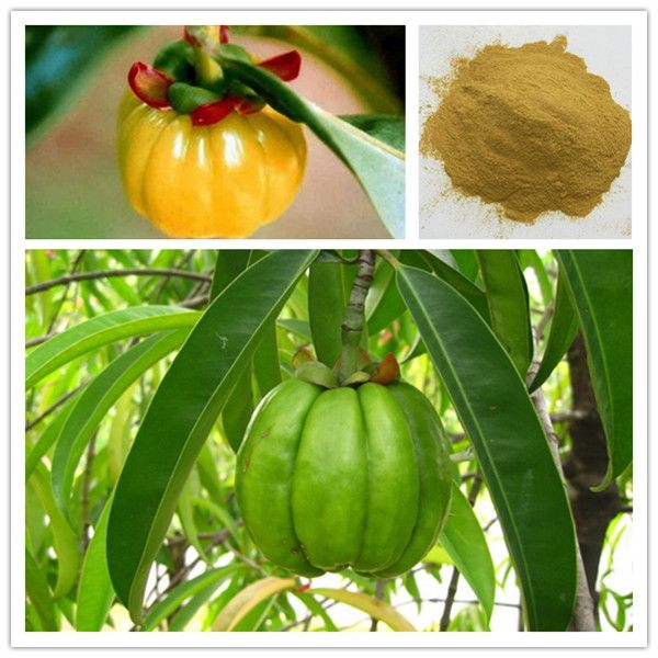 garcinia cambogia extract/Garcinia Cambogia/75%HCA hydroxy citric acid