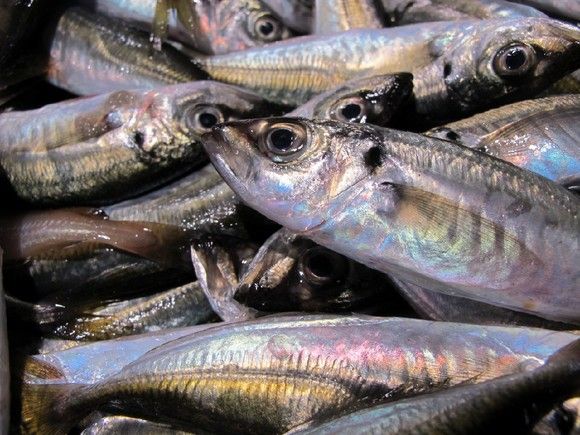 Fresh Atlantic Horse Mackerel