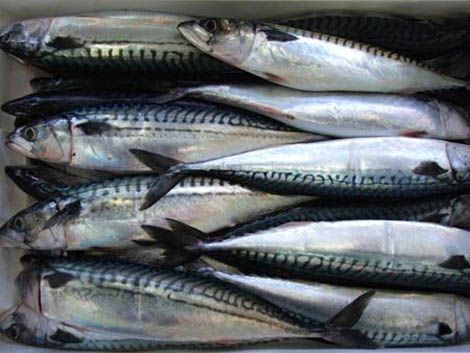 Fresh Atlantic Chub Mackerel