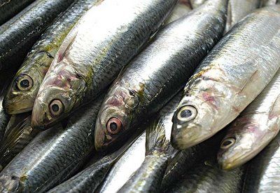 Fresh Sardines (MSC certified)