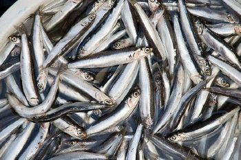 Frozen European Anchovy