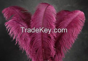 ostrich Feathers