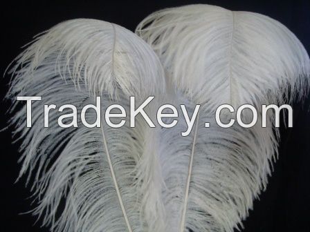 Ostrich Feathers 