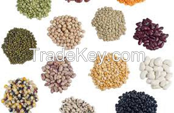 CROP SEEDS