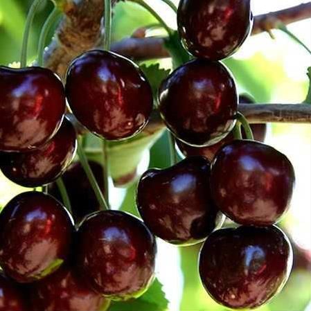 Fresh Cherries