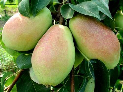 Fresh Pears, Pear