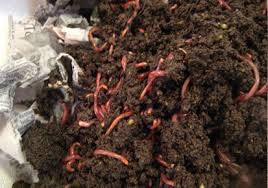 VERMICOMPOST