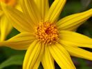 ARNICA