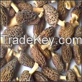 Morel Mushrooms