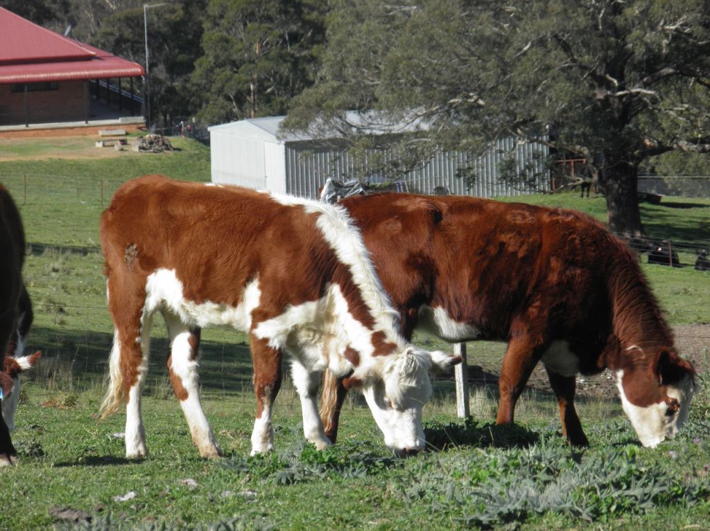 Wet Salted OX/Heifer Hides