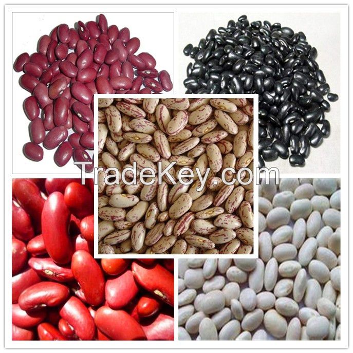 Different Kinds of Kidney Beans with Good Price for Wholesale