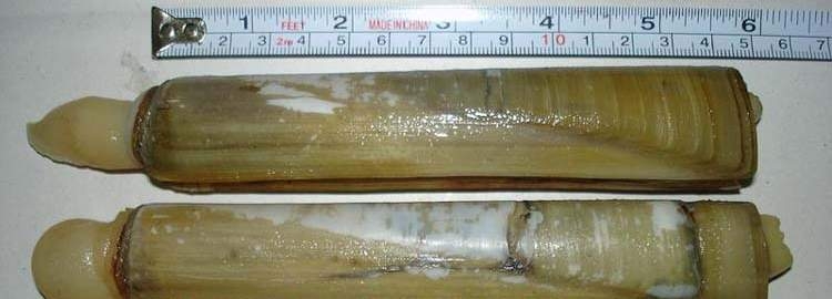 Live Razor Clam