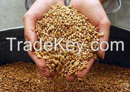 Soft Milling Wheat