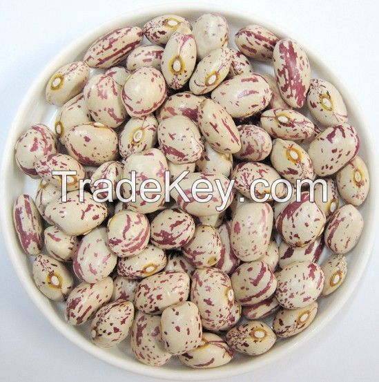 2017New Crop light speckled kidney beans