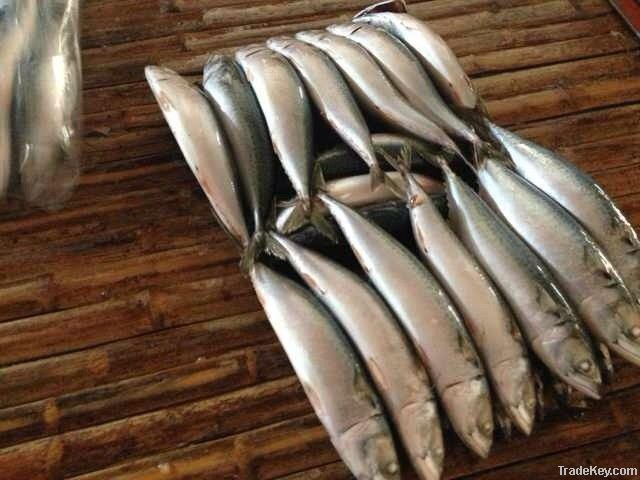 Frozen Pacific Mackerel