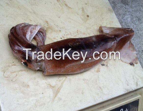 Frozen Argentina Illex Squid