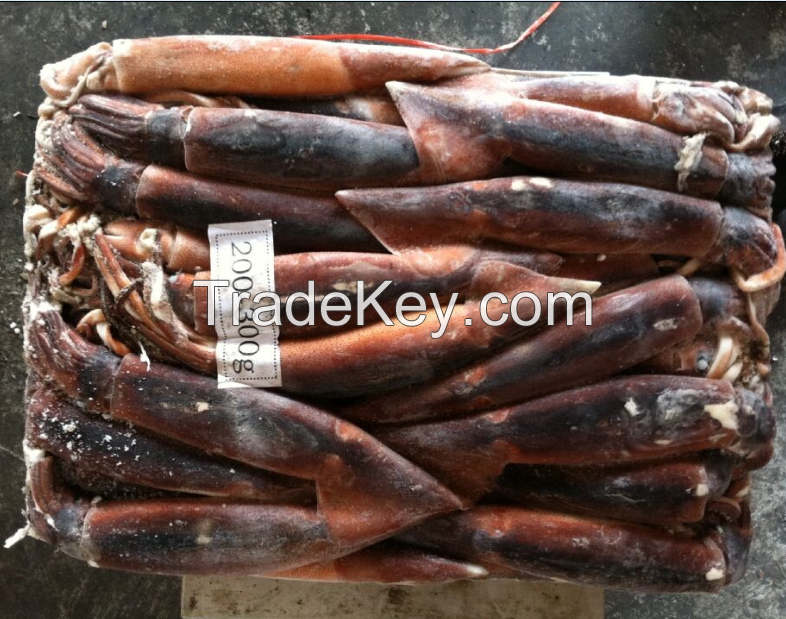 Frozen Argentina Illex Squid