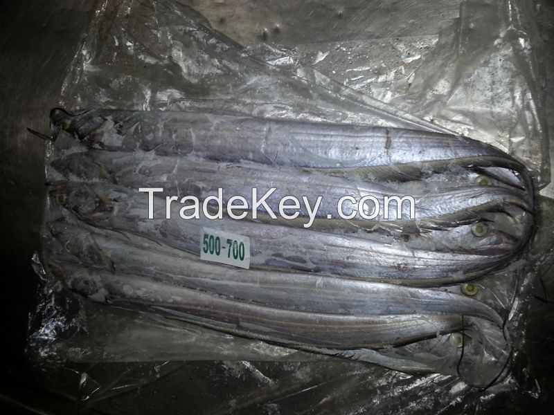 Frozen Ribbon Fish Whole Round