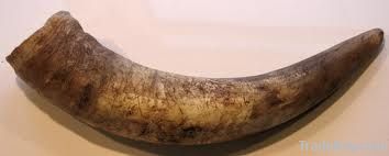 Raw cow horn