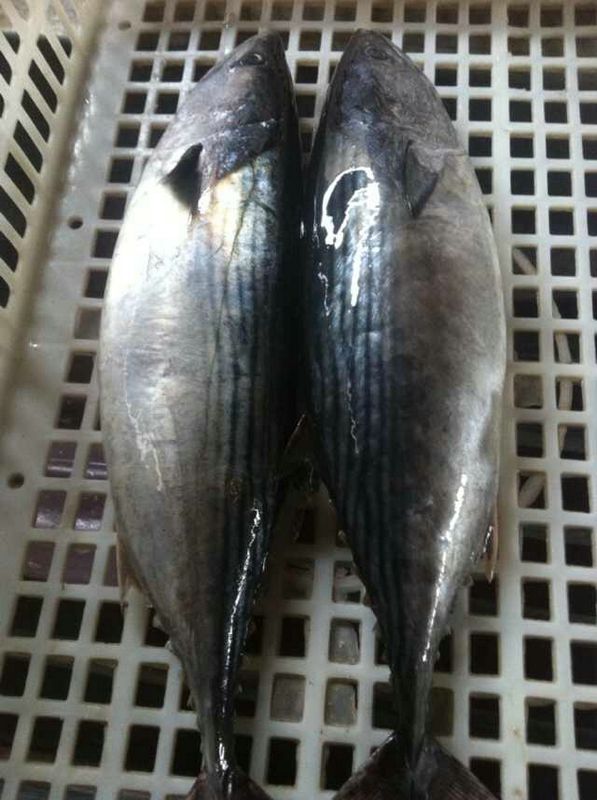 Frozen Eastern Tuna (katsuwonus petamis)