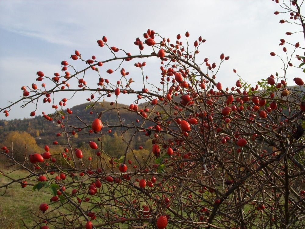 rose hips Herbs medical herbs herbal tea