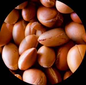 Argan Extract