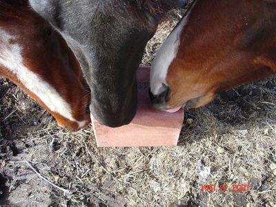 Himalayan Animal Licking Salt