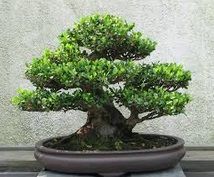 Japanese Macro Bonsai trees