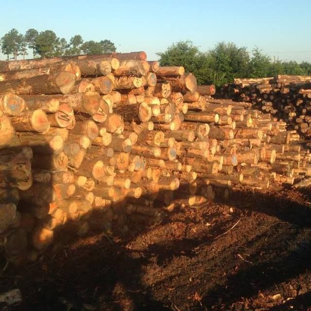 Southern Yellow Pine Logs, Spruce, White Pine