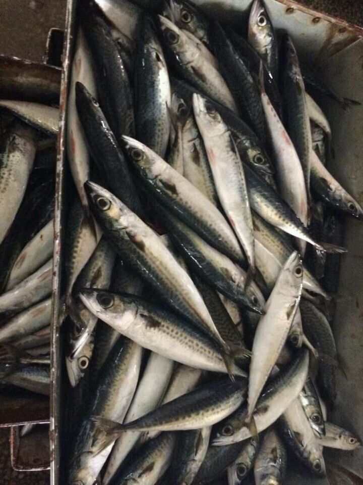 Frozen pacific mackerel  Scomber Japonicus  300-500g