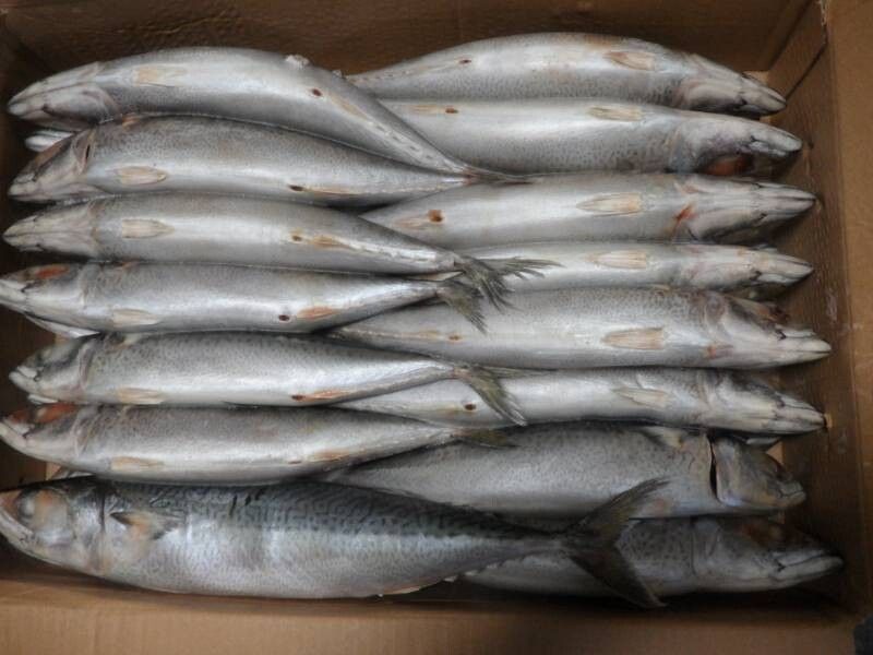 Frozen pacific mackerel  Scomber Japonicus  300-500g