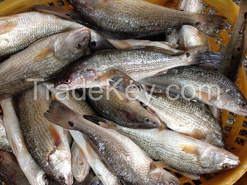 Frozen red drum  fillet  (sciaenops ocellatus)