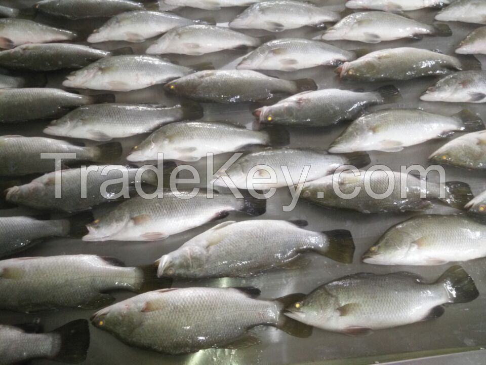 Frozen barramundi Asian seabass( lates cacarifer)