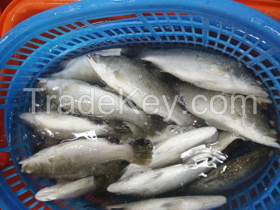 Frozen barramundi Asian seabass( lates cacarifer)