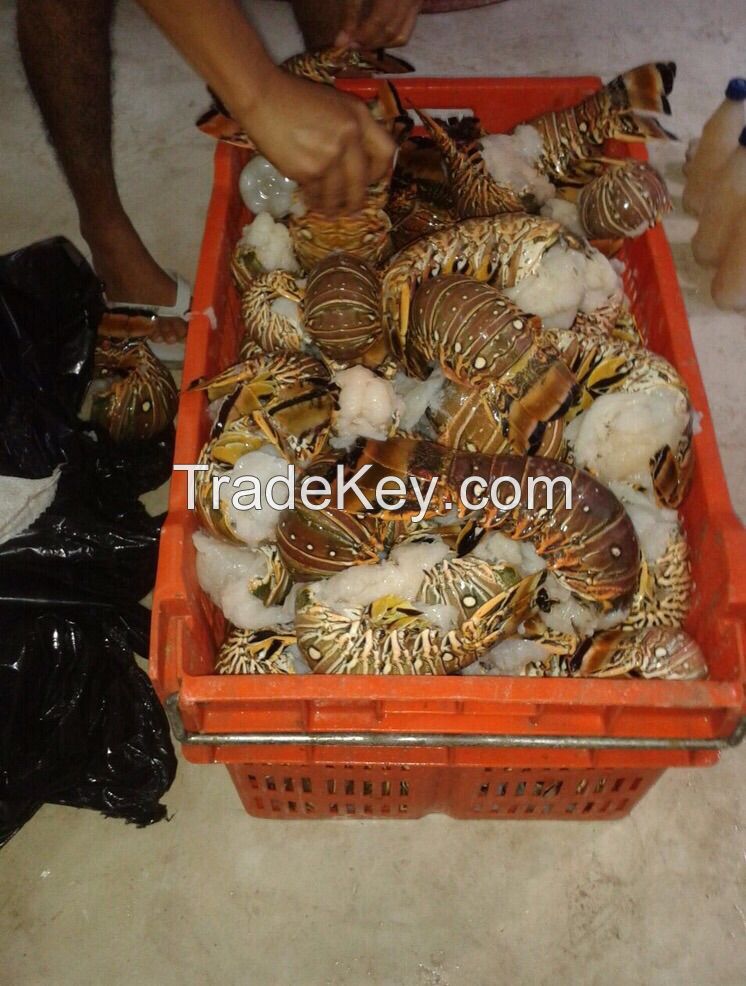 *** Caribbean Lobster from Mexico *** Best Quality