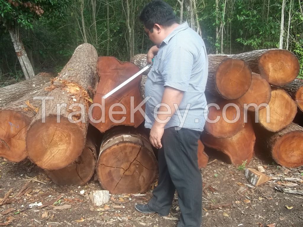 Hard wood Timber., .RED EXOTIC COCO WITH CITES FROM MEXICO, Barcino, KATALOX, GRANADILLO, TZALAM, Pine, Primavera , Palo Blanco/White mahogany), Parota, Rosa morada, teak etc