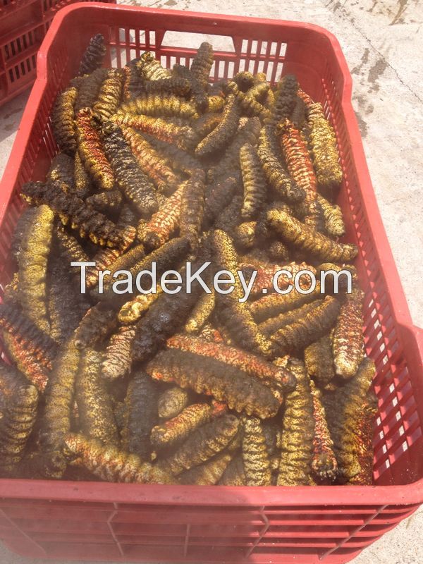 Holothuria mexicana RED TIGER Sea Cucumber from HONDURAS (Best Quality) -- shrimp, lobster, squid, scallops, snail, geoduck