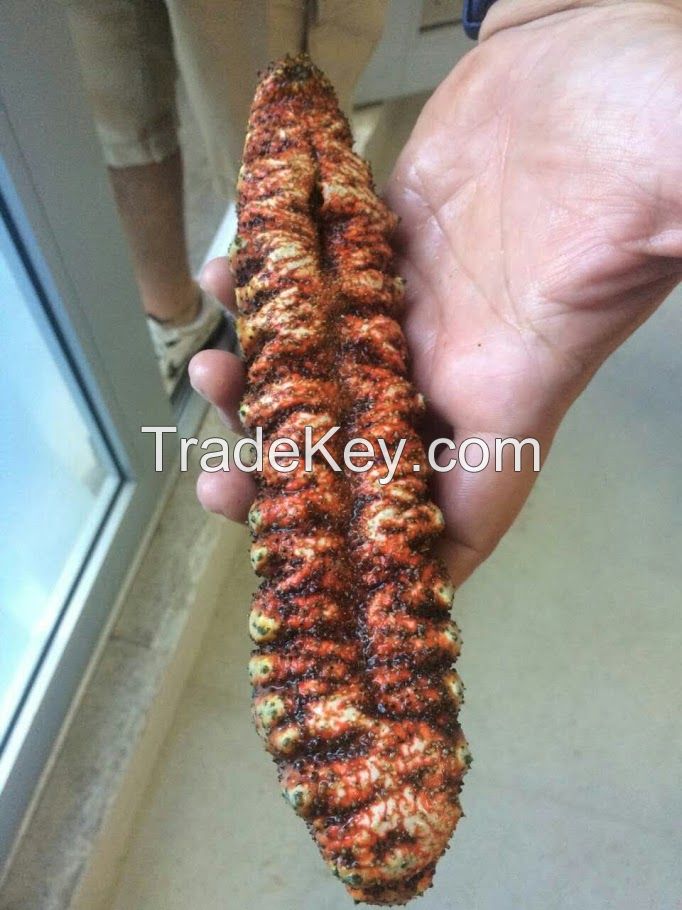 Holothuria mexicana RED TIGER Sea Cucumber from HONDURAS (Best Quality) -- shrimp, lobster, squid, scallops, snail, geoduck