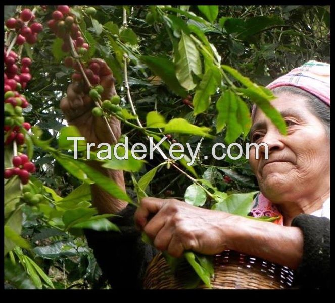 CERTIFICATED ORGANIC COFFEE BEANS FROM MEXICO - HIGH QUALITY