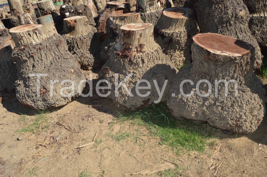 California Claro Walnut Clusters and Burls for Veneer or Slabs