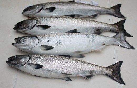 Fresh/Frozen Atlantic Salmon 