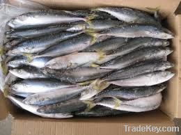 Fresh/Frozen Horse Mackerel